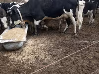 Cow, Holstein breed — photo 1