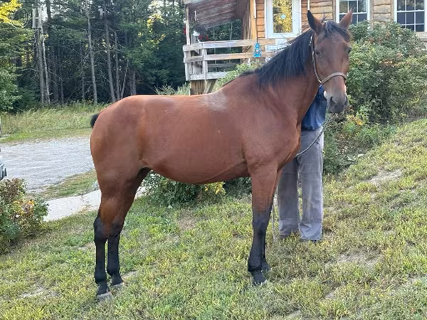 Mare, Standardbred