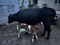 بقرة, Latvian Blue cattle — الصورة 3