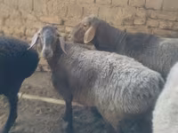 Sheep, Sheep — photo 7