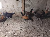 Chickens — photo 2