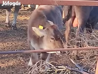 母牛, Brown Carpathian breed — 照片 1