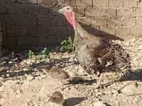 स्लोवेनियन सिल्वर हेन — फ़ोटो 7