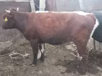 ثور, Simmental cattle — الصورة 2