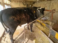 Bull, Swiss cattle — photo 3