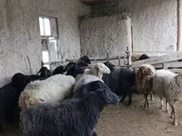 भेड़ें (लॉट, लिंग निर्दिष्ट नहीं), Hissar sheep — फ़ोटो 3
