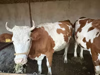 Kuh, Latvian Blue cattle — Foto 5