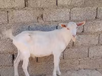 Goats (batch, sex not specified), Goats — photo 2