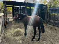 Stute, Kazakh horse — Foto 1