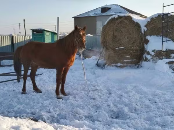 Stute, Kazakh horse