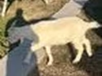 عنزة, Saanen goat — الصورة 8
