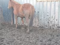 Yegua, Caballos — foto 5