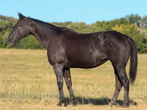 Mare, Quarter Horse