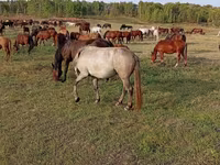 Yegua, Caballos — foto 3