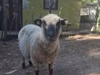 Carnero, Shroshire sheep — foto 1