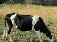 Cow, Russian Black pied cattle — photo 1