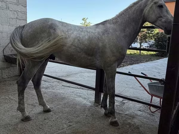 Horse (M), Orlov Trotter
