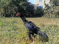 Shamo chickens — photo 2
