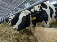 母牛, Holstein breed — 照片 6