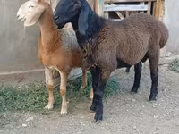 Widder, Arashan sheep — Foto 4