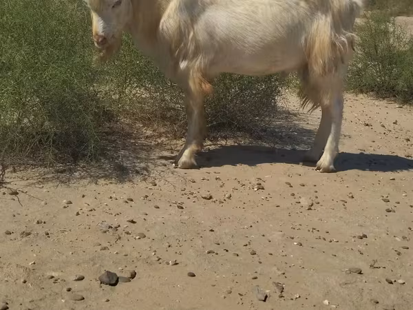 Козёл, Козлы