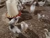 Chickens — Foto 2