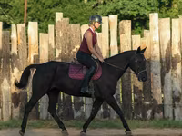 घोड़ी, Quarter Horse — फ़ोटो 7