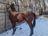 حصان, Arabian horse — الصورة 3
