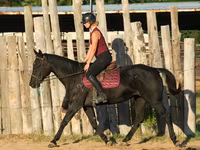 घोड़ी, Quarter Horse — फ़ोटो 6