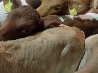 ثور, Simmental cattle — الصورة 1
