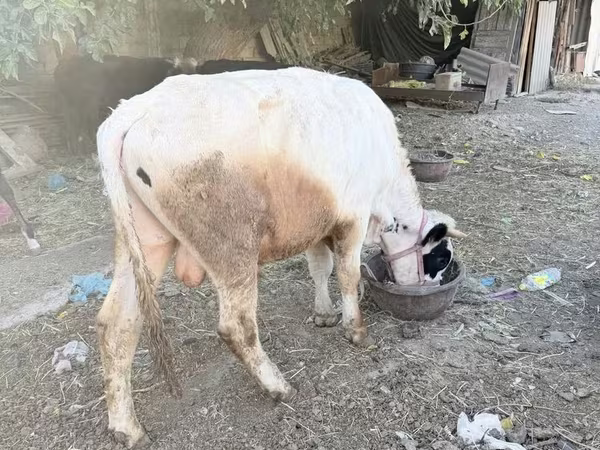 Toro, Ganado vacuno