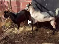 Ziegenbock, Alpine goat — Foto 5