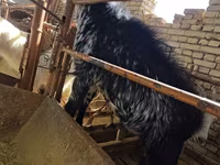 تيس, الماعز — الصورة 1