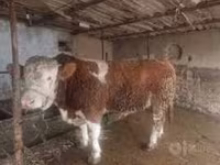 ثور, بقرة ليموزين — الصورة 3