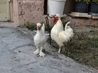 Chickens — photo 6