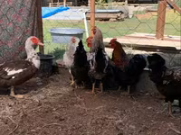 Chickens — photo 1
