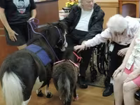 فرس, Miniature horse — الصورة 1