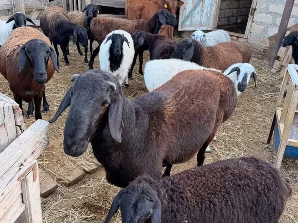 Widder, Hissar sheep