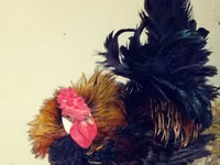 Chickens — 照片 6
