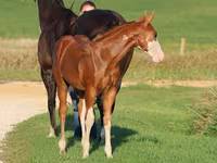 Horse (M), Alter Real — photo 1