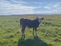 Schaf, Qashqai sheep — Foto 6