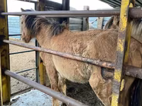 Caballo, Jabe — foto 2