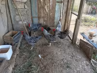Chickens — photo 4