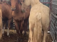 Caballo, New Altai Horse — foto 2