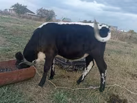 Cow, Cattle — photo 3