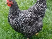 Rhode Island Red — photo 1