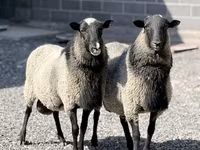 मेढ़ा, Romanov sheep — फ़ोटो 2