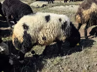 Ram, Sheep — photo 2