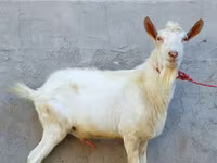 Cabro, Dutch Landrace goats — foto 2