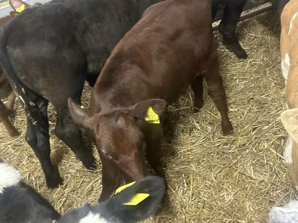 Cattle (batch, sex not specified), Cattle